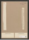 Synedra acus var. delicatissima (W. Sm.) Grun. (de-Toni-Nr.: Genus 66, Species 2590) Zeichnungen Sammlung Grunow Nr. 5276 (NHMW-BOT-W0373660)